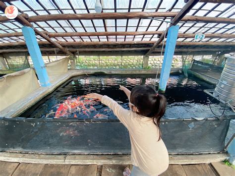 佳河錦鯉園|[桃園龍潭] 繞山花 (附菜單）。三和青創基地。佳河錦。